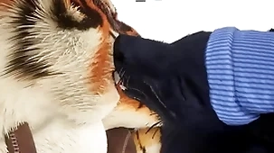 Wolf gives tiger an early christmas present - wildlife